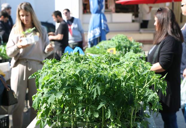 Šibenik: Bogata ponuda sadnica raznog povr?a