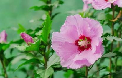 Hibiskusovi cvjetovi traju samo jedan dan, a cvate cijelo ljeto