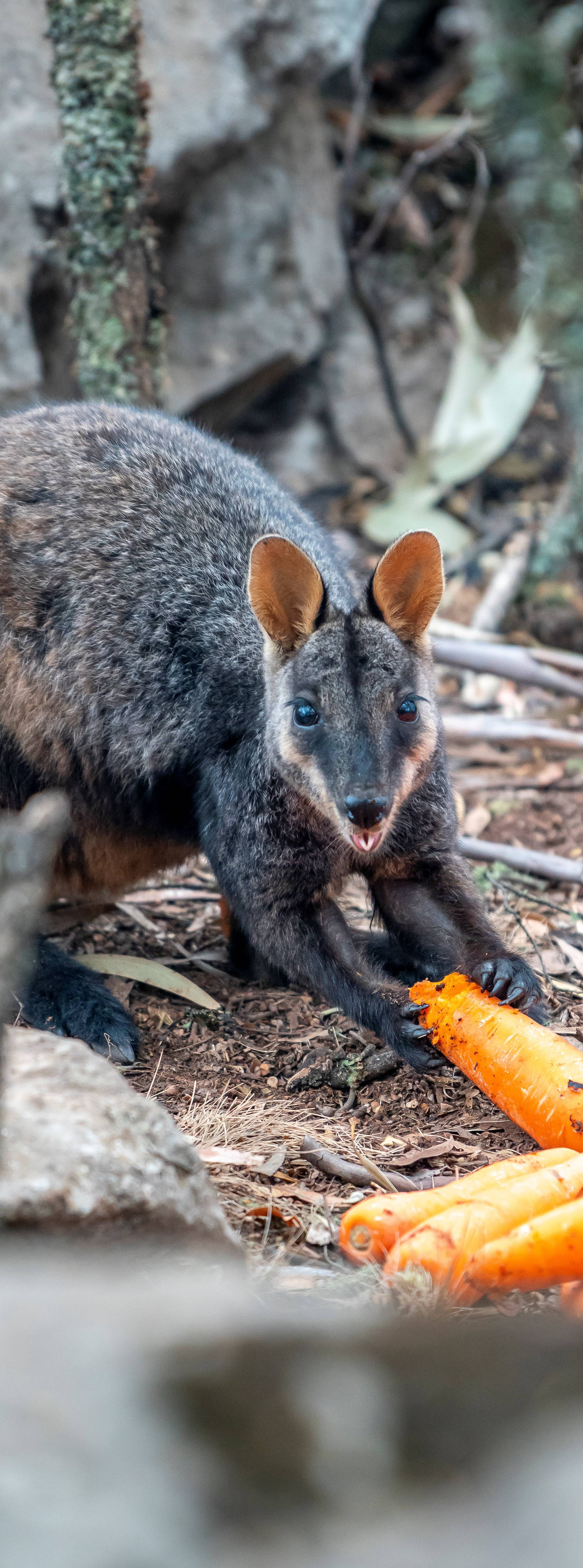 U Australiji gladne životinje nakon požara hrane iz zraka