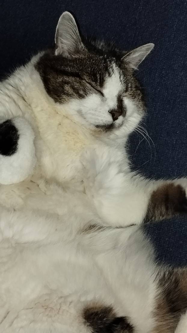 SUPER FOTKE vaših ljubimaca! Neki bi mogli biti viralni hit, ali svi su jednostavno neodoljivi