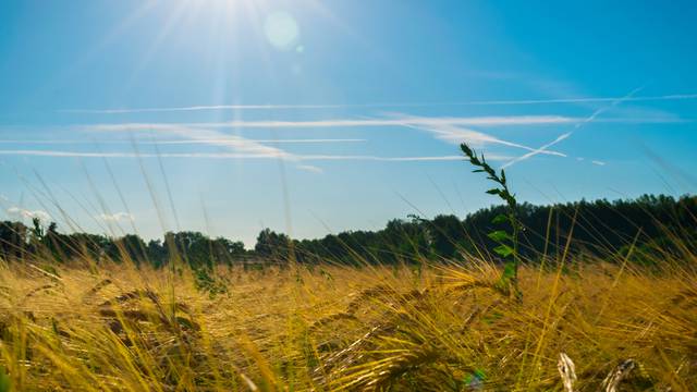 Wheat,Field,In,Slavonia,,Croatia,During,Summer