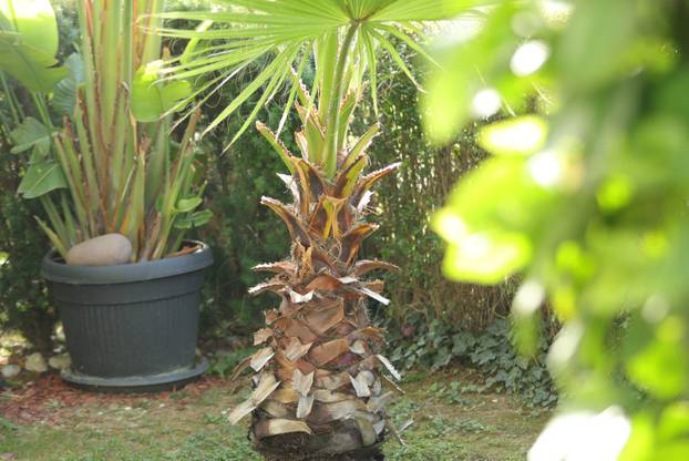 Egzotični vrt Igora Čupića