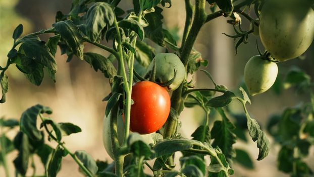Ovo je najbolje povrće za čuvanje sjemena i evo kako ga skupiti za sljedeću godinu
