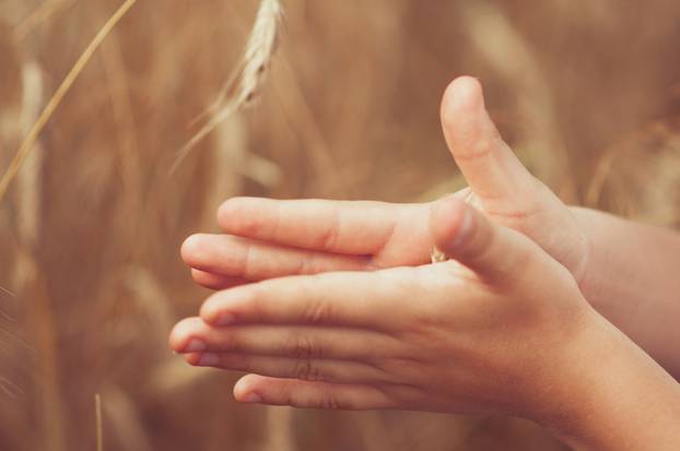 Spikelets of wheat in hand