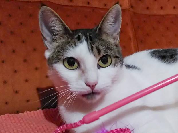 Udomite ih! Ove slatke mace u Noinoj Arci osvojit će vaša srca