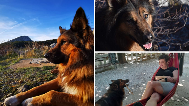 Omiljeni pas Garo se oporavlja nakon teške operacije. Prošlog vikenda je napadnut nožem