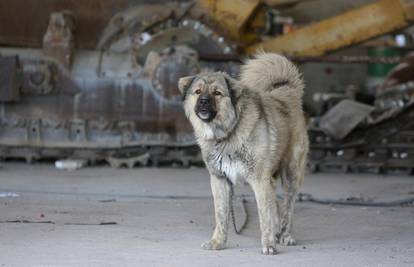 Međimurje: Skupili 50 tisuća potpisa za peticiju protiv držanja pasa na lancima