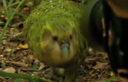 Mužjak rijetke vrste papige se hoće pariti sa zoologom
