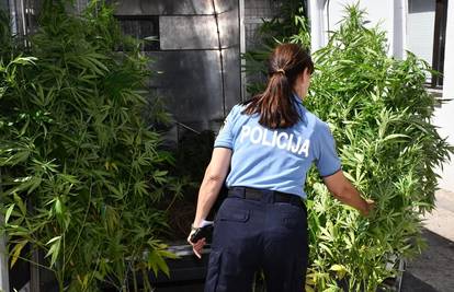 Kad tad i u Hrvatskoj odlučivat će se o legalizaciji marihuane