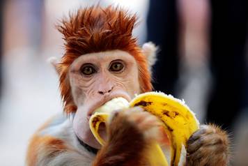 A monkey eats a banana as it takes a break from performing at a cultural center in Islamabad