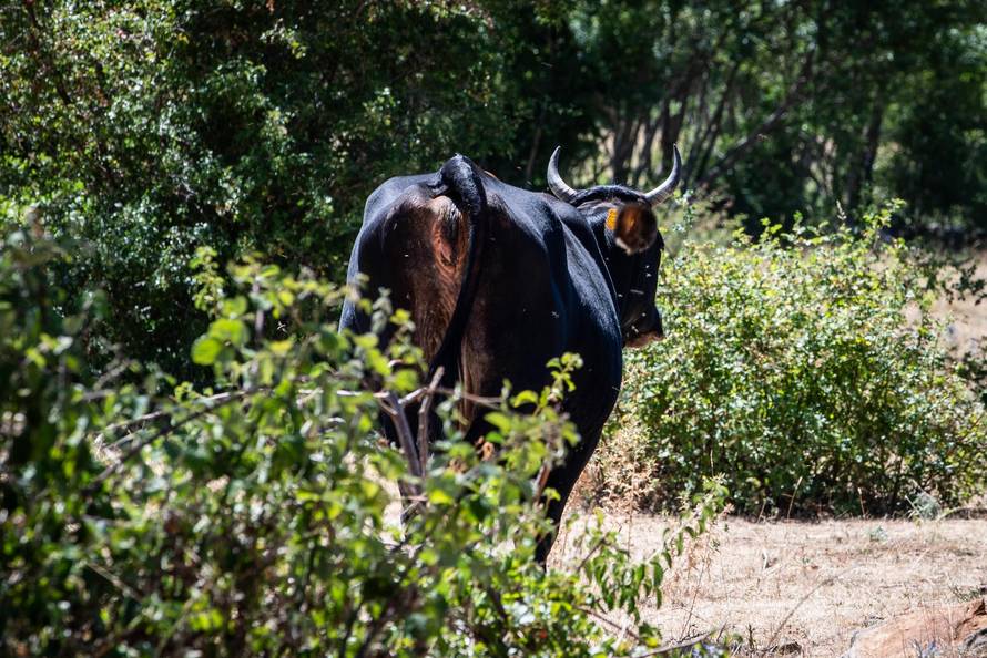 Gornje Maovice: Mjesto gdje je potvrđen slučaj bedrenice