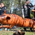 Stroge kontrole na Pečenkijadi u Sl. Brodu, organizatori: 'Možete peći i druge životinje'