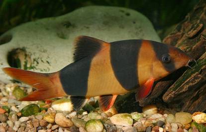 Klaun Botia korisna je riba koja se hrani akvarijskim 'smećem'