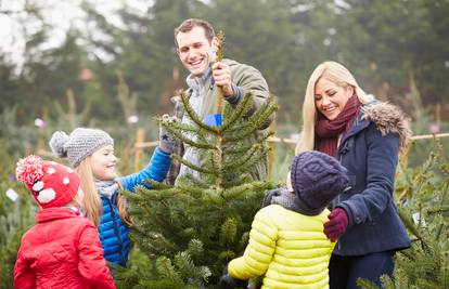Kako se odabire živo božićno drvce? Provjerite mu korijen