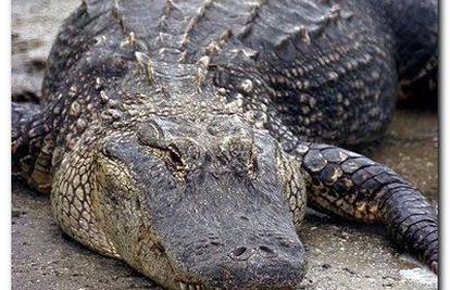 Lasom hvatali aligatora na autocesti u Teksasu