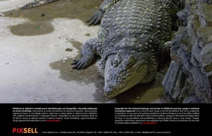 Osveta: Ubio je krokodila koji mu je pojeo trudnu suprugu 