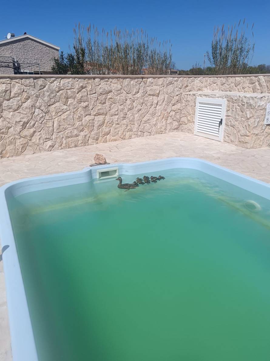 VIDEO Umjesto turista dolaze im - pačići: 'Nije prvi put da se kupaju u bazenu, stalni su gosti'