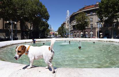 Oprez, vrućine prijete: Ovi psi posebno su osjetljivi na sunce