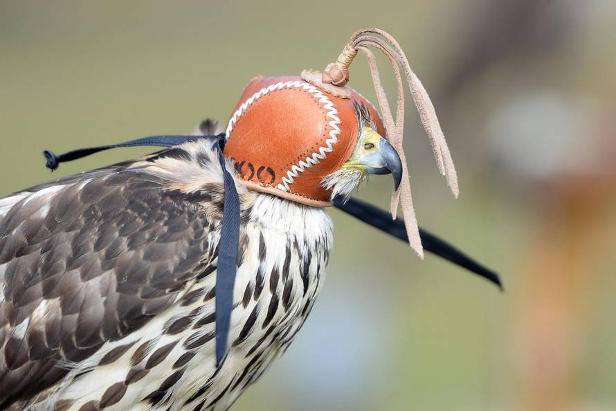 S pticama grabljivicama protiv vrana u Perivoju Zrinskih