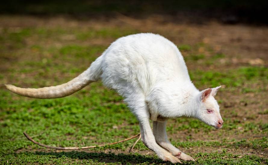 U osječkom zoološkom vrtu po drugi puta se okotio albino valabi