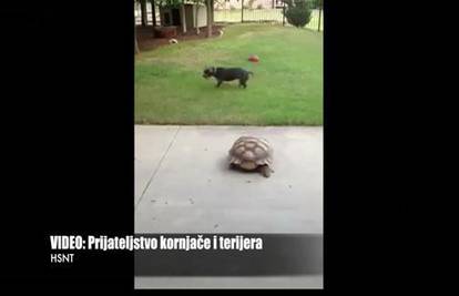 Preslatko prijateljstvo: Psić i kornjača u veseloj igri 'lovica'