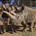 Ostala samo tri: Uginula ženka sjevernog bijelog nosoroga
