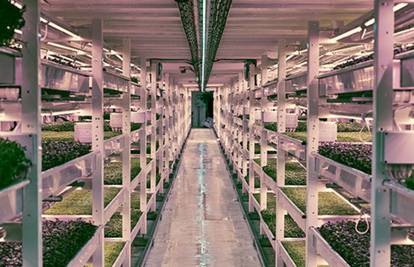 Na prvoj podzemnoj farmi pod Londonom raste mini-povrće