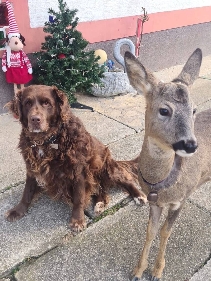 VIDEO Kod Jastrebarskog spasili lane: 'Bembo se sad sprijateljio s psom. Zna zaigrati i nogomet'