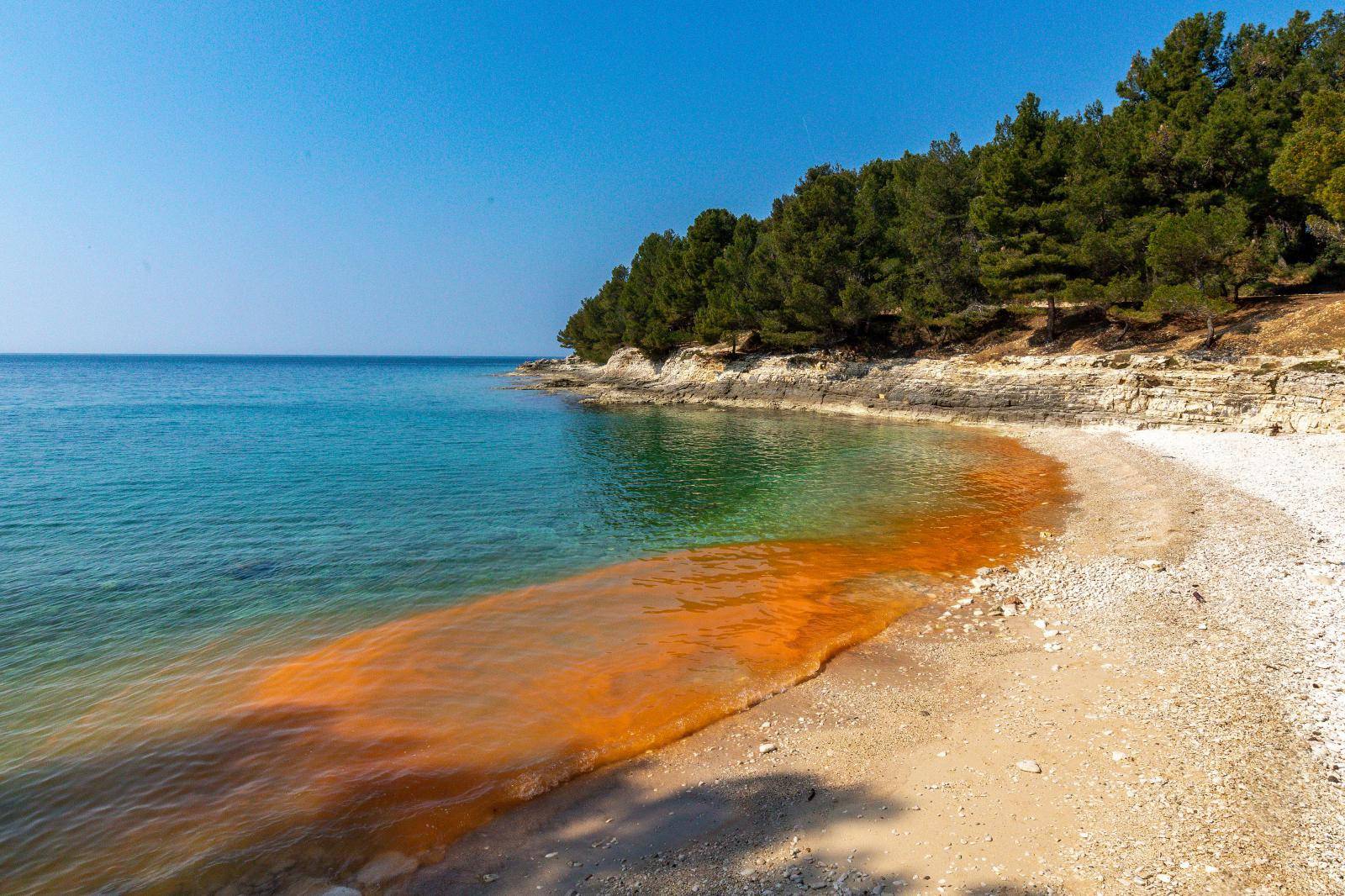 Cvjetanje mora na pojedinim pulskim plažama