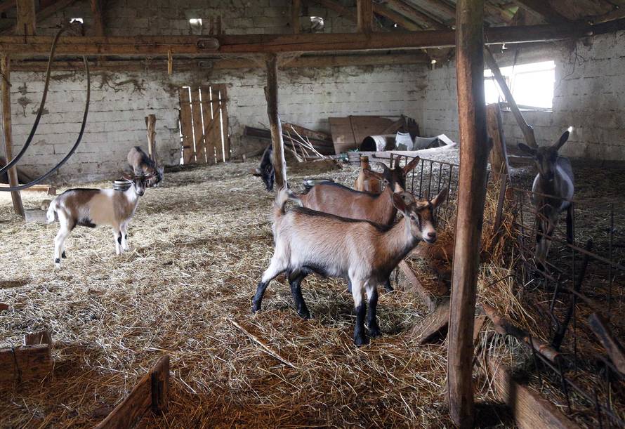 Rastaje se teška srca: Moje koze trebaju dom, pomozite mi