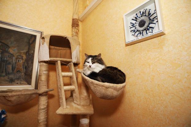 Miško ostaje prvi mačak Grada Rijeke i tijekom mandata Ive Rinčić