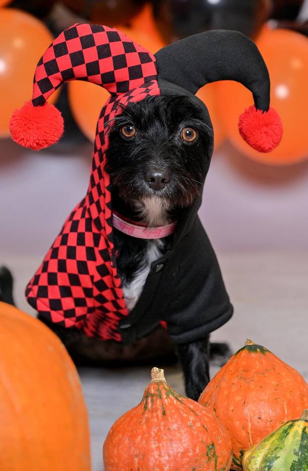 Sklonište u Dumovcu poziva na posebno jesensko udomljavanje pasa i mačaka