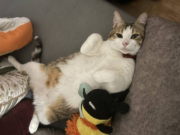 SUPER FOTKE vaših ljubimaca! Neki bi mogli biti viralni hit, ali svi su jednostavno neodoljivi