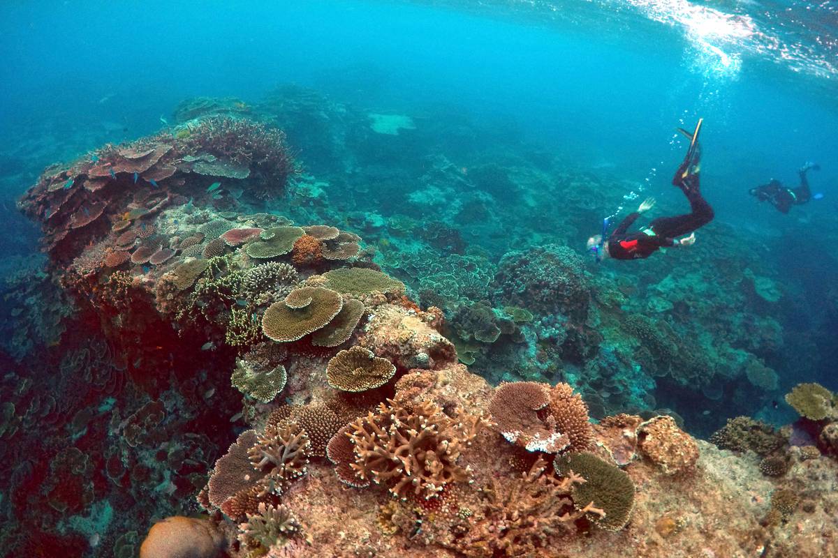 Veliki koraljni greben je u 30 godina izgubio 50 posto koralja