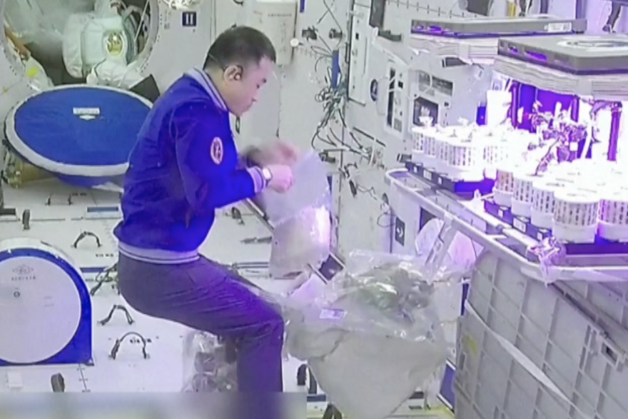 Astronauti Shenzhou-17 beru, kušaju povrće uzgojeno u svemirskoj postaji