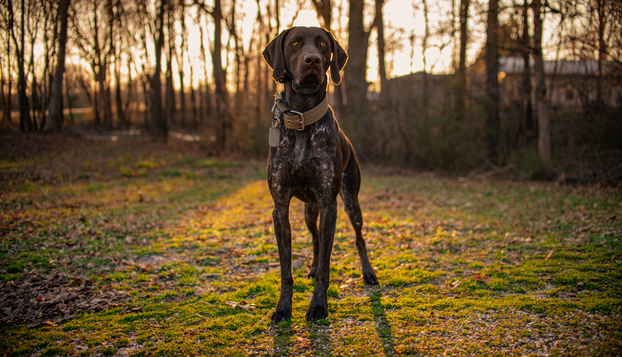 FOTO Psi koji obožavaju vodu!