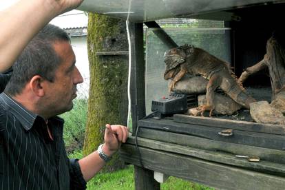 Pitonka Marica i iguana Jura ljubimci su kafića u Kutjevu