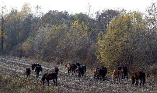 Mahovsko polje: Ustrijelili kobile zaštićenog porijekla 