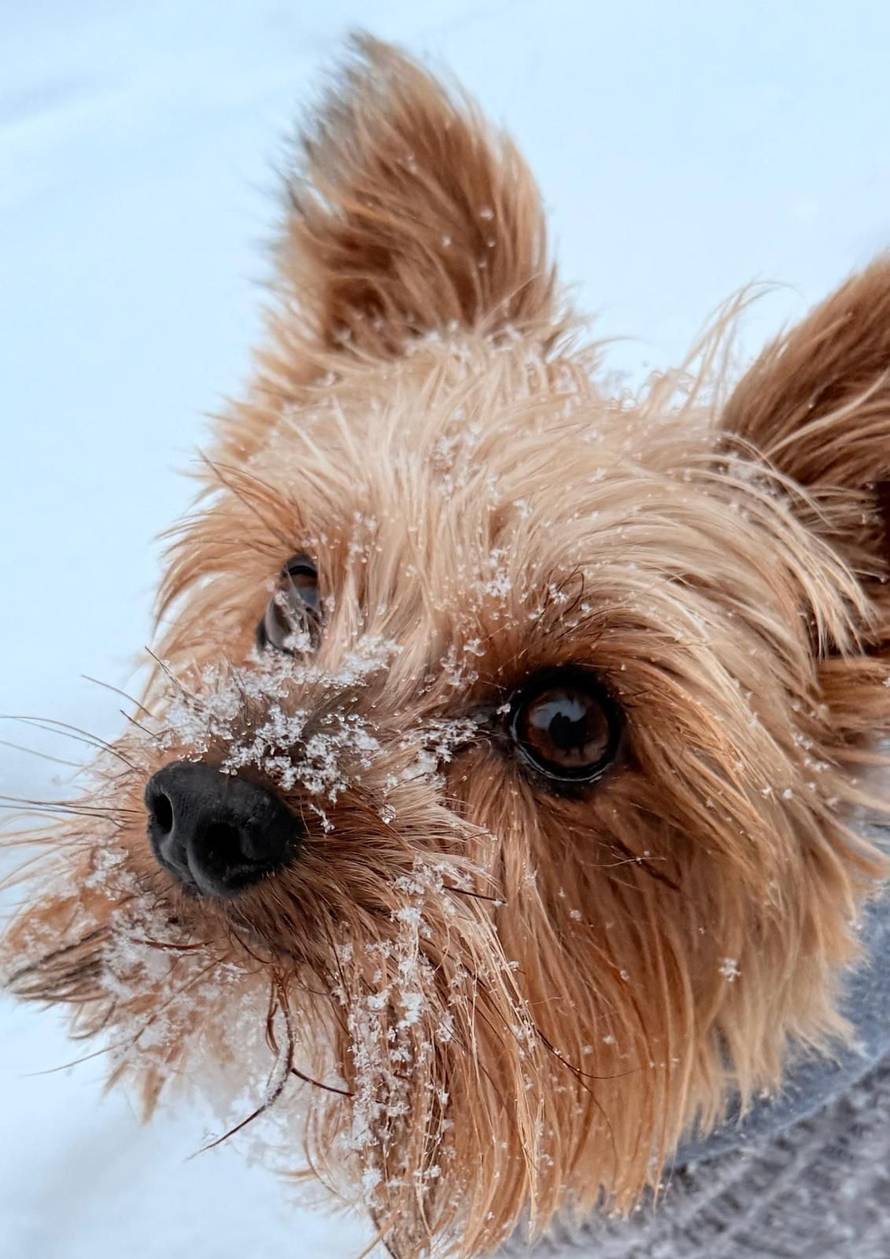 Općinska komunalka sama 'izlopatala' snijeg sa staze: 'Nema nikakve drame u tome'