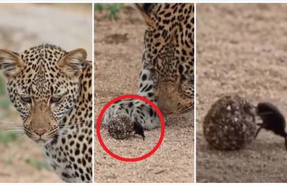 Ovaj video je hit! Leopard u čudu gleda kukca kako gura kuglicu izmeta: 'Sizifov posao'
