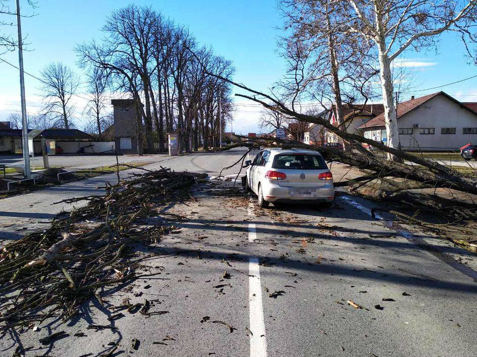 Užas u Trnjanima: Stablo palo na auto u vožnji i smrskalo ga!