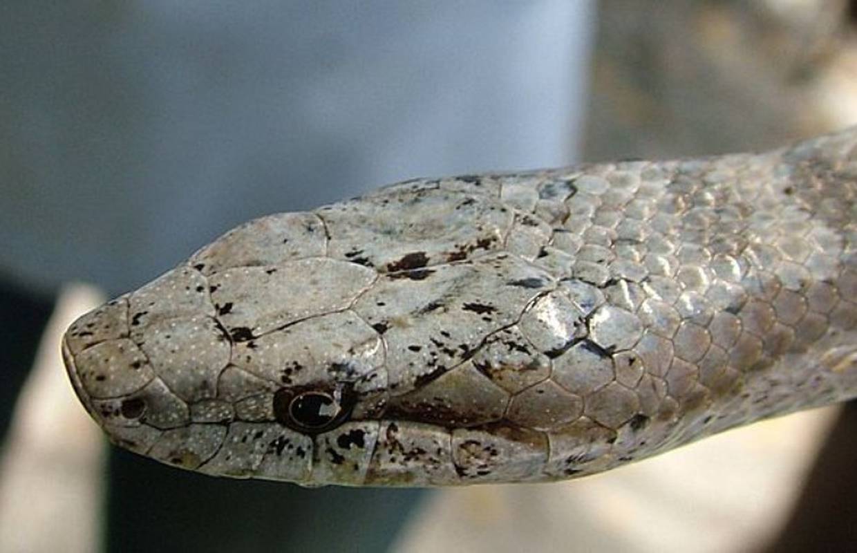 Ima ih manje od 150: Ovo su najugroženije zmije na svijetu! 