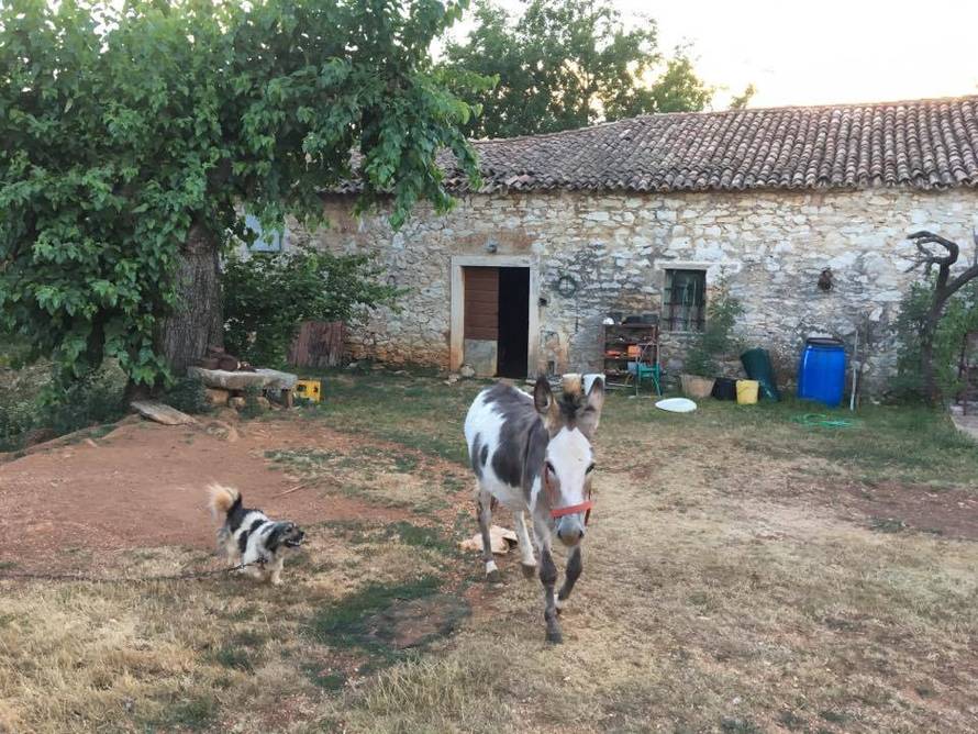Pazi, oštro magare: Čuva kuću i posvuda  slijedi svojeg gazdu