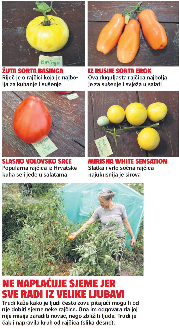 Kraljica rajčica: Trudi u svom vrtu ima 2000 sorti iz svijeta