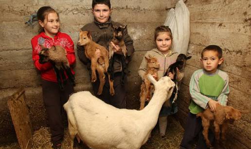 Rekordni okot kraj Sinja: Bilka je ojarila šest kozlića