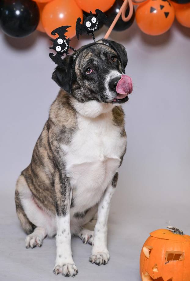 Sklonište u Dumovcu poziva na posebno jesensko udomljavanje pasa i mačaka