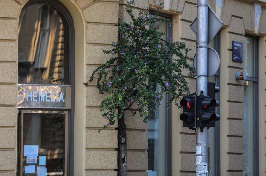 Zagreb: Drvo raste iz zgrade u centru grada