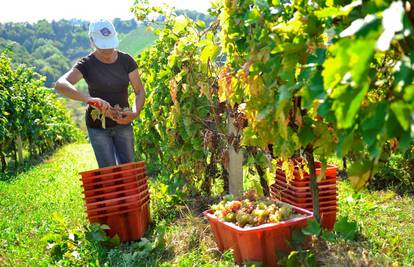 U ožujku novi natječaj za pomoć domaćim vinogradarima