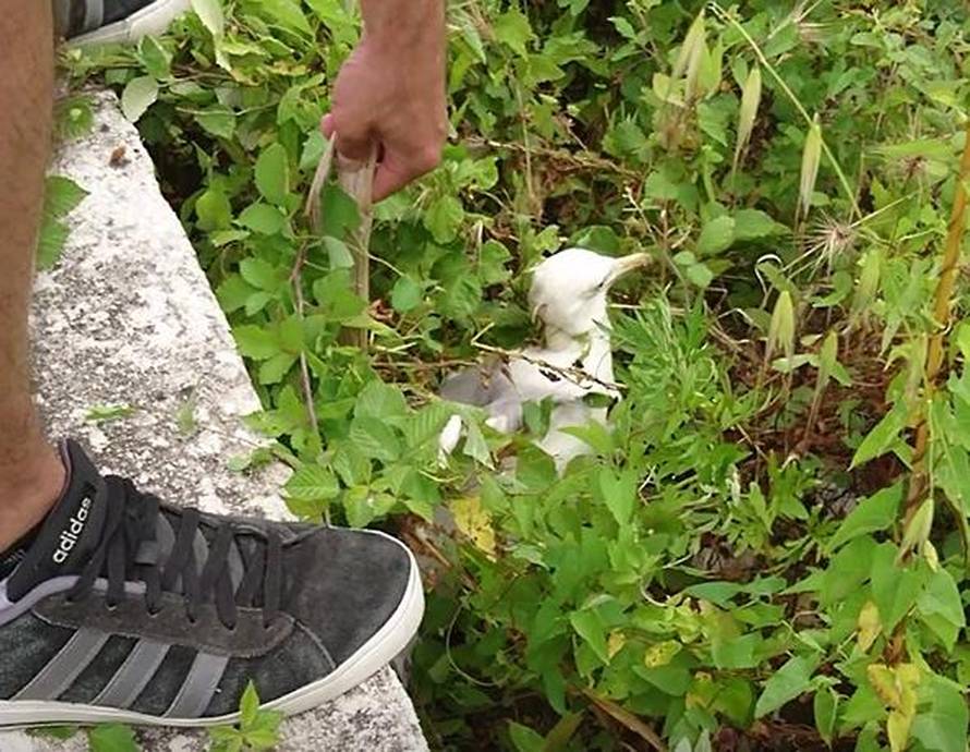 'Galeb bi uginuo u trnju, da prijatelj i ja nismo zalutali...'