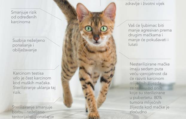 Purina - PLAKAT - Sterilizacija - B1